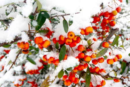 Red mushrooms of mountain ash with snow in the forest