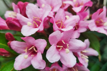 Abstract background of blooming flower out of focusの写真素材