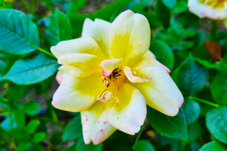 A vibrant yellow rose fully bloomed surrounded by lush green leaves, representing the beauty of nature and the essence of spring. ideal for use in botanical prints, garden-themed designs, and nature-focused publications.の写真素材