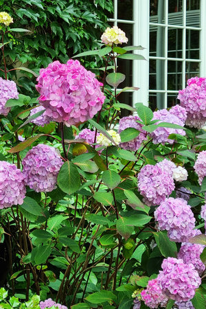 Vibrant pink and lavender hydrangea flowers in full bloom set against lush green foliage and a house...