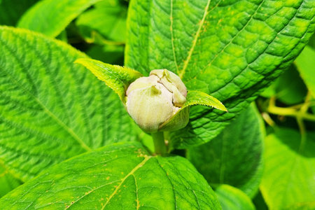 A detailed close-up image of a fresh green bud surrounded by vibrant green leaves. the healthy, lush...