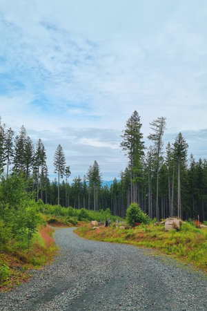 Serene forest scene featuring a winding gravel path surrounded by tall pines under a partially...