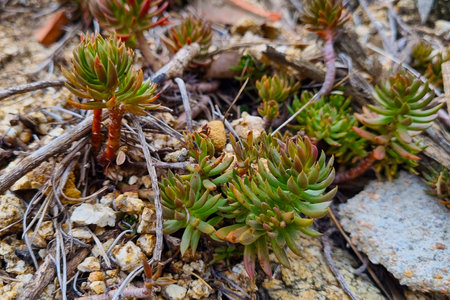 Vibrant green sedum succulents growing amidst natural stones and dried branches, showcasing their resilience in a rugged garden environment. ideal for botanical themes, nature designs, and landscape projects.の写真素材