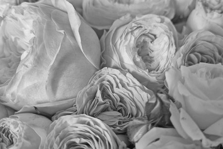 Delicately arranged white roses showcased in a classic black and white style, their intricate petals and elegant form. perfect for use in wedding themes or romantic decor.の写真素材