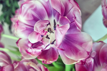 Dew-kissed purple tulip petals display a delicate color gradient, capturing the beauty of nature's seasonal bloom. perfect for projects centered on botanical themes, springtime, or floral art and design.の写真素材