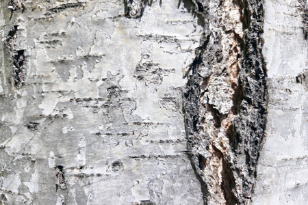 Close-up view of birch tree bark showcasing its unique patterns and textures. the image highlights the natural beauty and complexity of tree surfaces, perfect for nature-themed designs or educational purposes.の写真素材