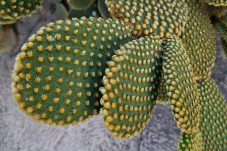 Opuntia cactus showcasing its unique green pads covered in yellow spines. the intricate texture and...