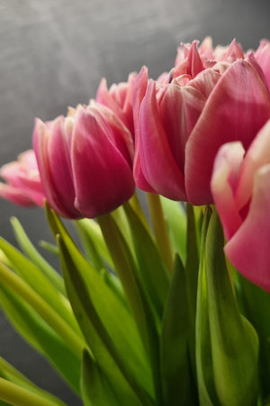 Vibrant pink tulips in full bloom showcasing delicate petals and lush green stems. perfect for spring-themed projects, floral arrangements, and nature-inspired designs to evoke freshness and beauty.の写真素材