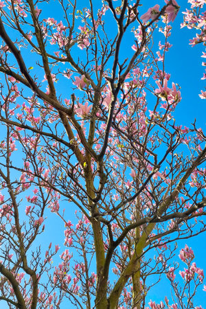 A magnolia tree in full bloom with vibrant pink flowers, set against a clear blue sky. the image intricate branches and delicate petals, epitomizing the beauty of springtime.の写真素材