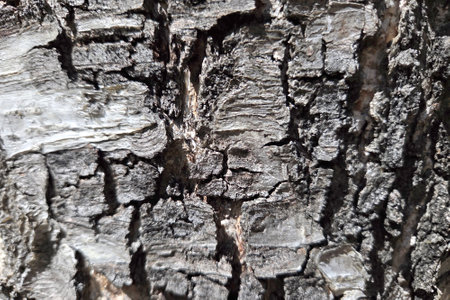 Detailed close-up of tree bark showcasing rough texture and intricate patterns. perfect for...