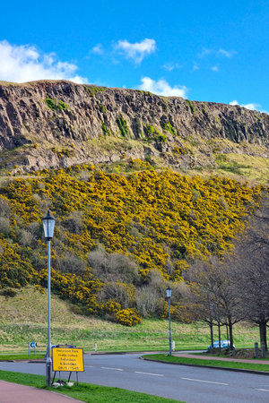 Arthur's seat in edinburgh features vibrant yellow gorse blooming beneath rugged cliffs. a clear blue sky complements the natural landscape, offering a peaceful atmosphere along the adjacent road, showcasing natural beauty in urban settings.の写真素材