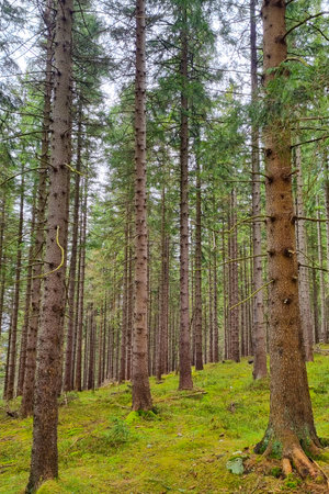 Tall pine trees create a serene and tranquil atmosphere in a dense evergreen forest. sunlight...
