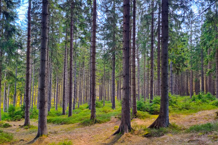 Tall pine trees form a dense forest scene, showcasing the tranquility and beauty of a natural woodland environment. sunlight filters through the branches, a lush undergrowth of green foliage and woodland moss.の写真素材
