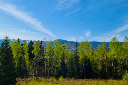 Captivating view of a vibrant evergreen forest set against a backdrop of distant mountain ranges under a clear blue sky. the serene landscape evokes tranquility and invites exploration of the natural world.の写真素材
