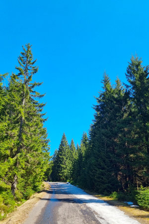 A tranquil forest road bordered by tall pine trees, showcasing a thin layer of snow along its edges. the vibrant blue sky contrasts with the green foliage, creating a picturesque and peaceful natural scene.の写真素材
