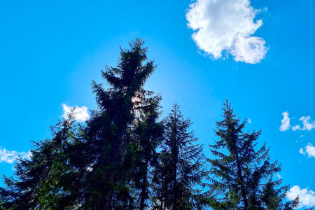 Tall pine trees reach towards a vibrant blue sky, with sunlight filtering through their branches. a few scattered clouds add depth, creating a serene and refreshing natural scene perfect for nature-themed designs.の写真素材