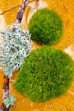 Close-up view of vibrant green moss and intricate white lichen resting on rustic wood with distinct growth rings. the contrast of textures and colors diversity of natural elements in a serene, organic setting.の写真素材