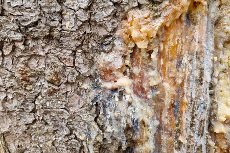 Close-up view of a tree bark surface showing intricate textures and natural resin oozing. the rugged bark, combined with the glossy resin flow, provides a captivating study of organic patterns and earthy hues.の写真素材