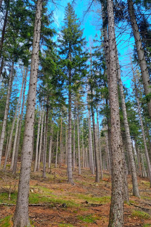 Tall evergreen pine trees reach towards a vibrant blue sky, creating a tranquil scene. the forest...