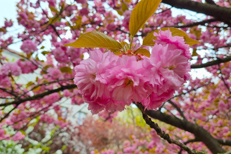 Cherry blossoms in vibrant pink create a captivating spring atmosphere with their delicate petals and contrasting foliage. the close-up view highlights the intricate details and the lush background of a blooming cherry tree.の写真素材