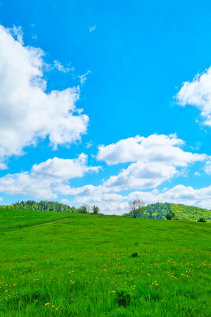 Tranquil countryside vista featuring lush green fields dotted with yellow wildflowers beneath a bright blue sky with scattered fluffy clouds. gentle hills in the distance create a serene, idyllic scene.の写真素材