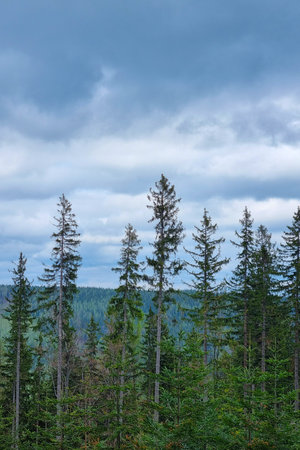 Tall evergreen trees stand majestically against a backdrop of cloud-laden skies, creating a serene forest landscape. the scene lush greenery and the quiet beauty of nature.の写真素材