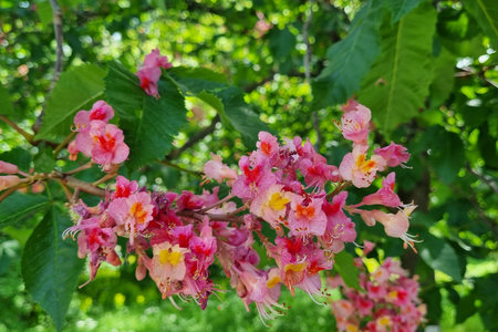 Close-up of vivid pink horse chestnut blossoms against lush green foliage, showcasing the beauty of spring gardens. perfect for nature-themed design, print, and poster projects, seasonal floral beauty.の写真素材