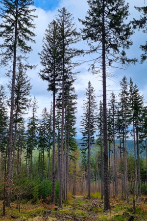 A serene forest scene features tall pine trees reaching towards a blue, cloud-dotted sky. the dense...