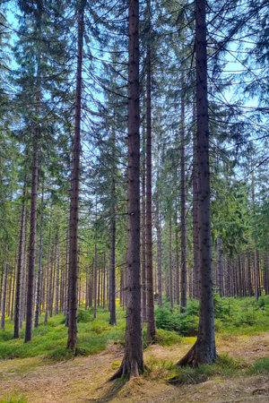 Tall pine trees stretch upward beneath a clear blue sky, creating a tranquil forest scene. sunlight...