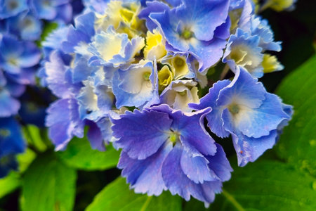 Vibrant Blue Hydrangea Flowers with Lush Green Foliage for Garden Decor