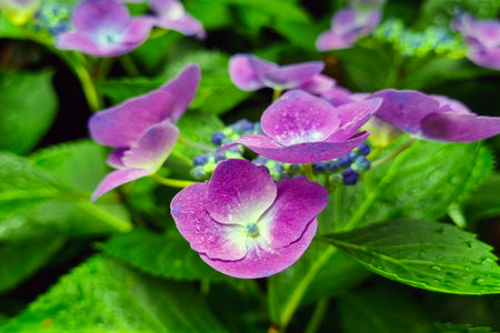 Vibrant Purple Hydrangeas in Bloom - Perfect for Floral Design and Nature Decor Needs