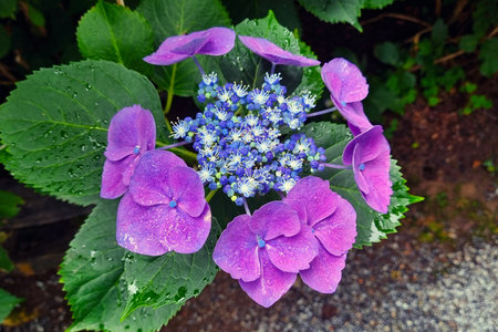 Vibrant purple hydrangea surrounded by glossy green leaves, showcasing intricate petals with tiny...