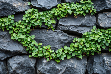 Lush green vines artistically intertwine across a rugged gray stone wall, showcasing nature's ability to thrive in urban environments. this harmonious blend of natural and man-made elements offers inspiration for eco-conscious design and architecture. Generative AIの素材