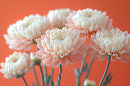 Beautiful white chrysanthemums with soft pink hues are showcased against a striking orange backdrop. this floral arrangement highlights the delicate petals and intricate patterns, ideal for decor themes and botanical art. Generative AIの素材