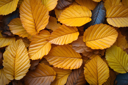 Vibrant autumn leaves in shades of orange, yellow, and brown create a rich, textured pattern. ideal for seasonal design projects, nature-themed decorations, or as a backdrop for fall-inspired artwork. Generative AIの素材