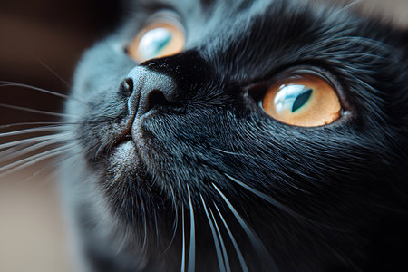 Close-up of a black cat its striking amber eyes and glossy fur. the detailed focus on the whiskers and the texture of the fur adds depth, capturing the mysterious allure and curiosity common in feline expressions. Generative AIの素材