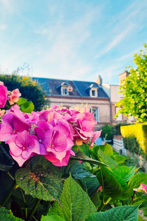 Vibrant pink hydrangeas bloom in the foreground of a quaint garden setting, with a rustic brick...