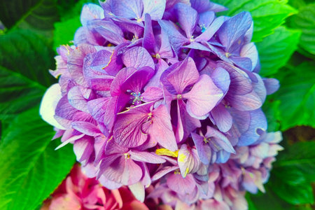 Close-up of a vivid purple hydrangea flower with intricate petals, set against a backdrop of lush green leaves. the dynamic color contrast highlights the beauty of the blossom, making it ideal for botanical art and garden design.の写真素材