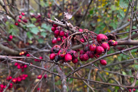 Autumn Berries in Woodland Setting for Nature Photography and Seasonal Decor