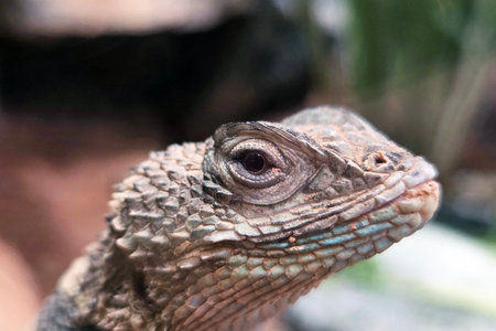 Close-Up Portrait of a Lizard Showcasing Intricate Reptile Patterns and Texturesの写真素材