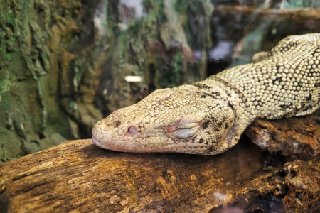 A lizard rests peacefully on a wooden log, set against a backdrop of natural greenery. its textured skin and closed eyes convey a sense of tranquility and adaptation in its natural environment.の写真素材