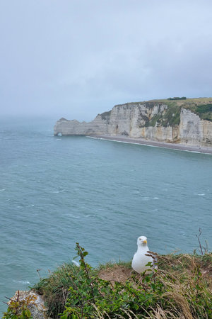 A solitary seagull perches on a grassy cliff, overlooking the iconic white chalk cliffs and azure waters of Etretat, france. the serene scene natural beauty and dramatic coastline under a cloudy sky.の写真素材
