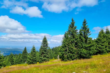 Lush evergreen trees stand majestically on a serene mountain landscape under a vibrant blue sky. rolling green meadows extend into the distance, offering a tranquil and picturesque retreat in a summer setting.の写真素材