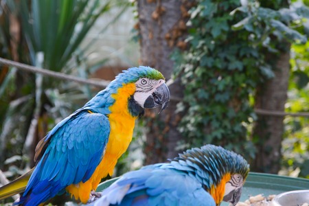Macaws parrots couple.の写真素材