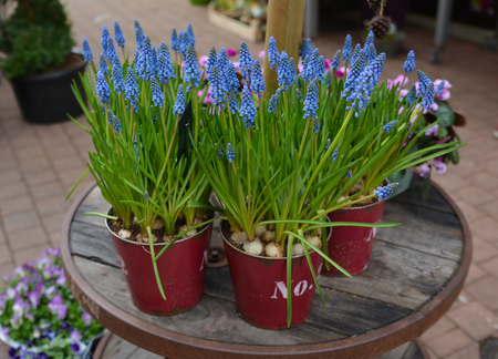 Muscari-fragil spring purple flowers in the pots.の写真素材