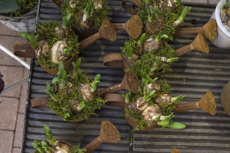 Hyacinth bulbs in the rusty pots for planting springの写真素材