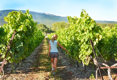 Blonde girl woman walks among the grapes in Provence Franceの写真素材
