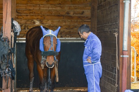 LE MANS, FRANCE - OCTOBER 30, 2016: Horse ready for racing circuit competitionのeditorial素材