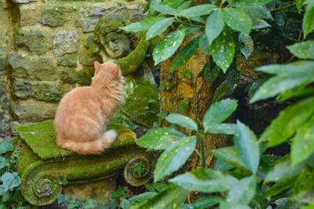 Ginger cat look on antique angel.の写真素材