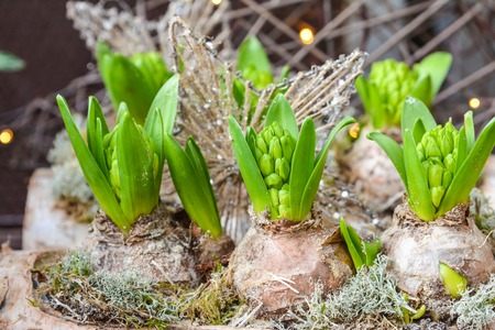 A lot of hyacinth bulbs in a pot